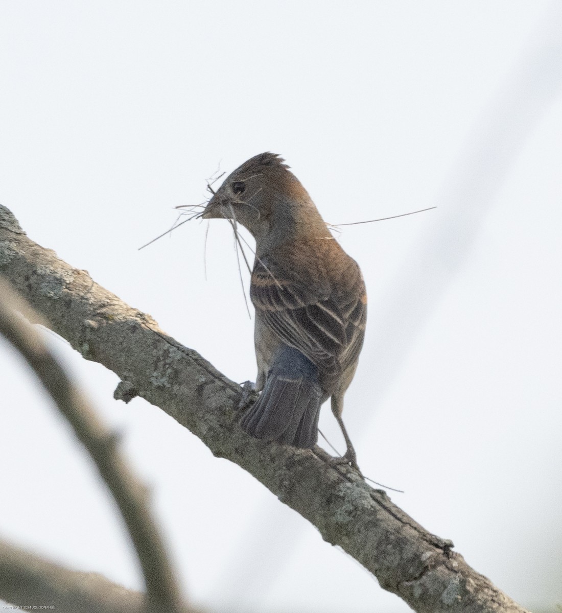 Blue Grosbeak - ML620823188