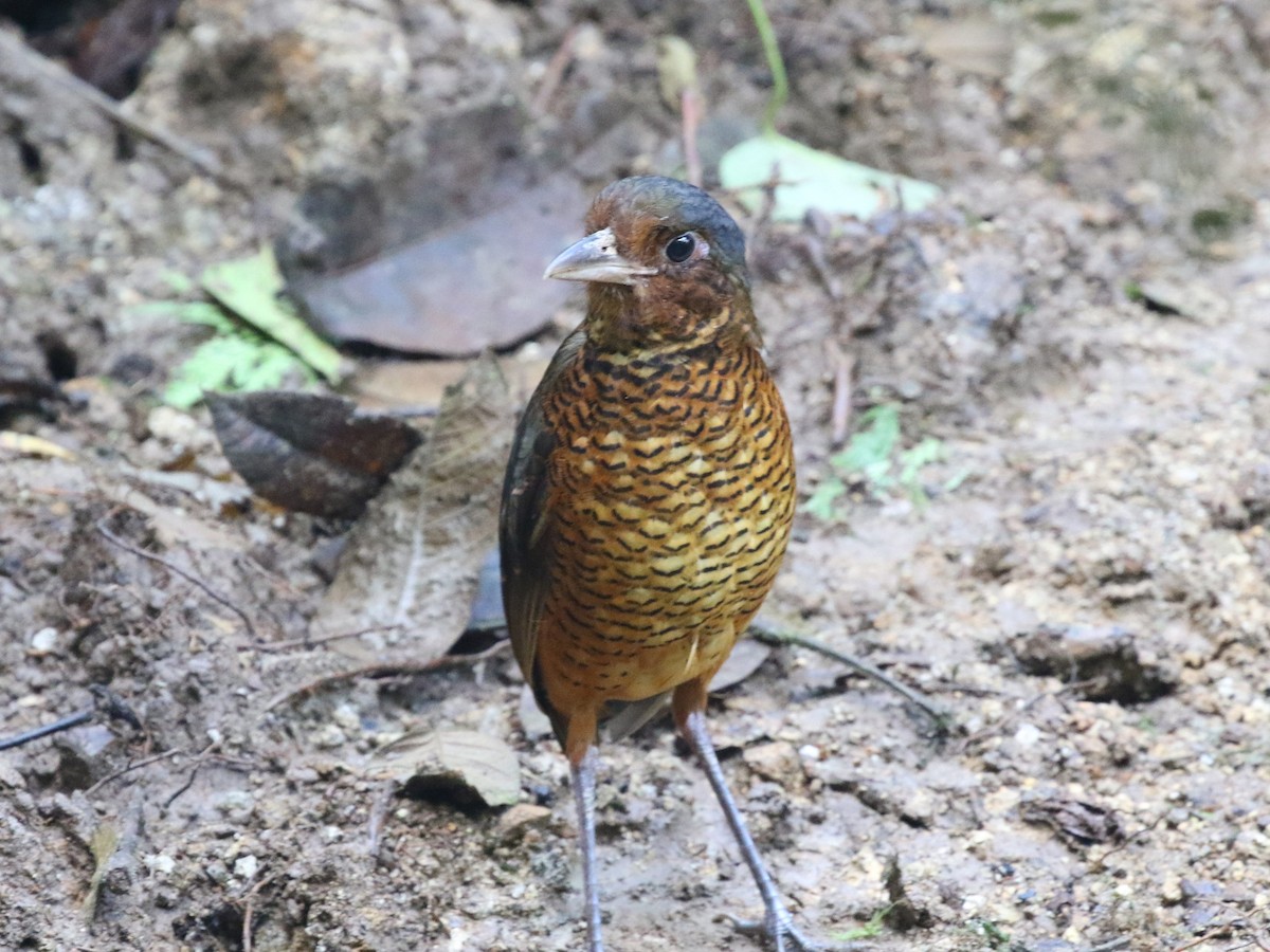 Giant Antpitta - ML620823192