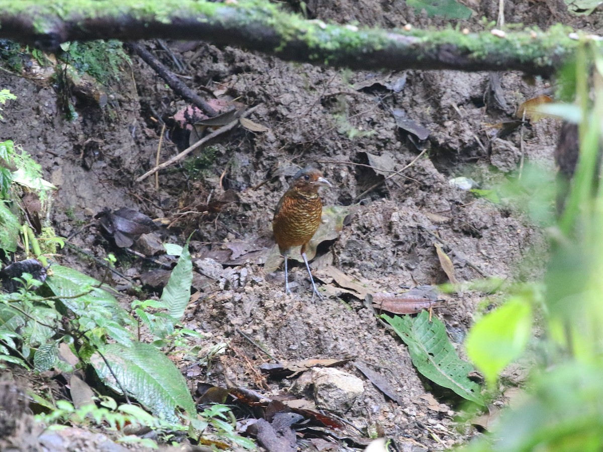 Giant Antpitta - ML620823194