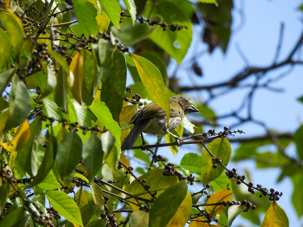 Streaked Saltator - ML620823195