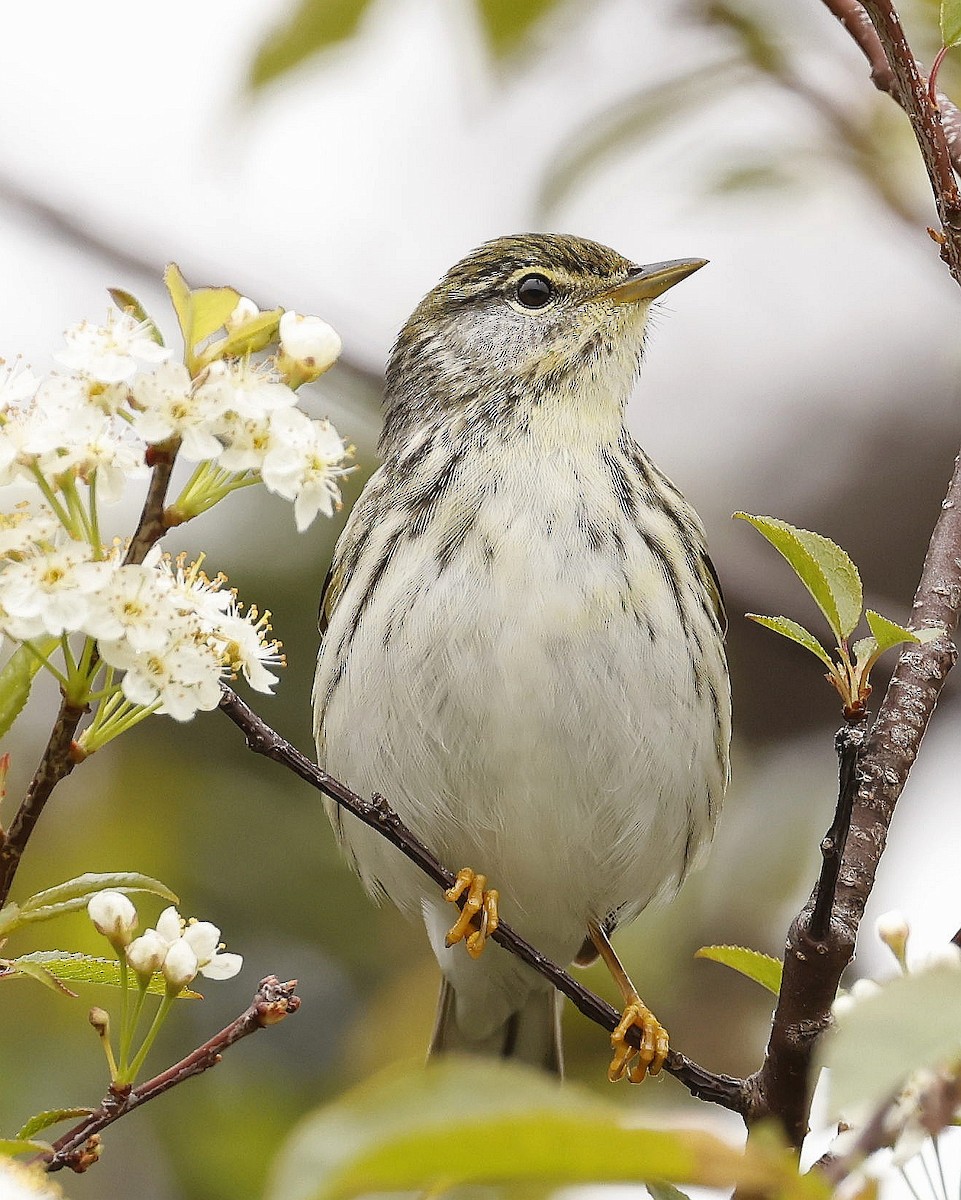 Blackpoll Warbler - ML620823198