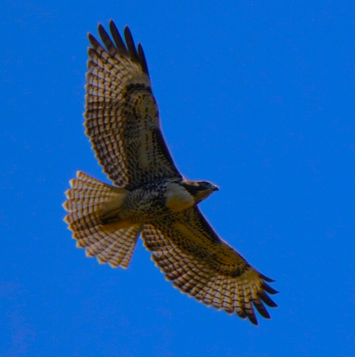 Red-tailed Hawk - ML620823200