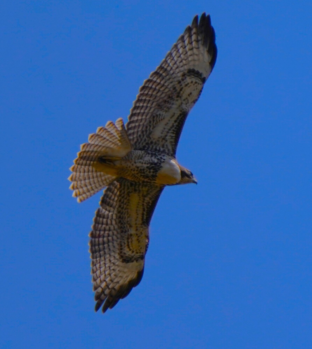 Red-tailed Hawk - ML620823201