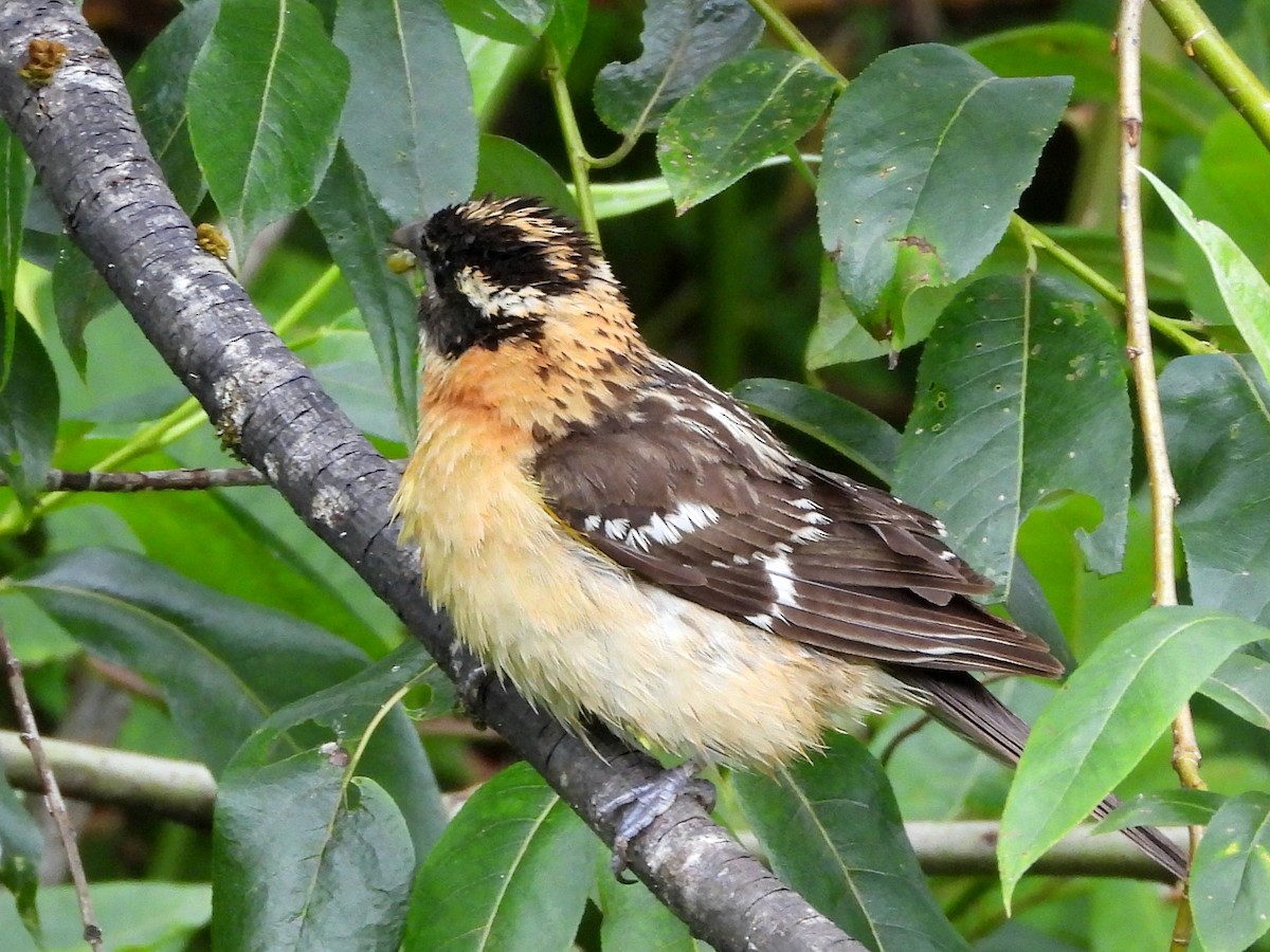 Black-headed Grosbeak - ML620823204