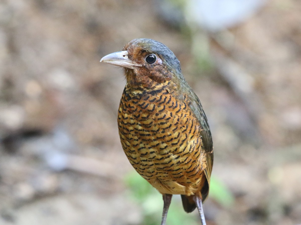 Giant Antpitta - ML620823206