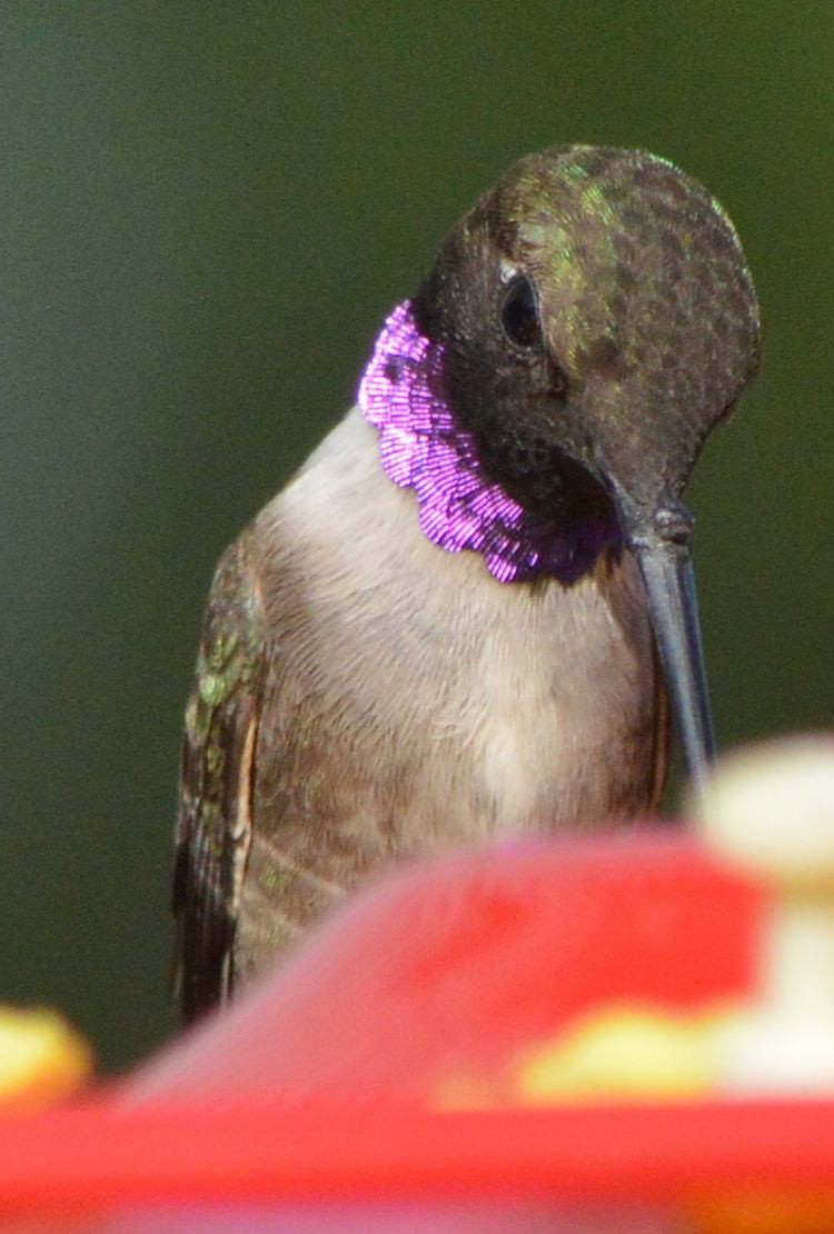 Black-chinned Hummingbird - ML620823207