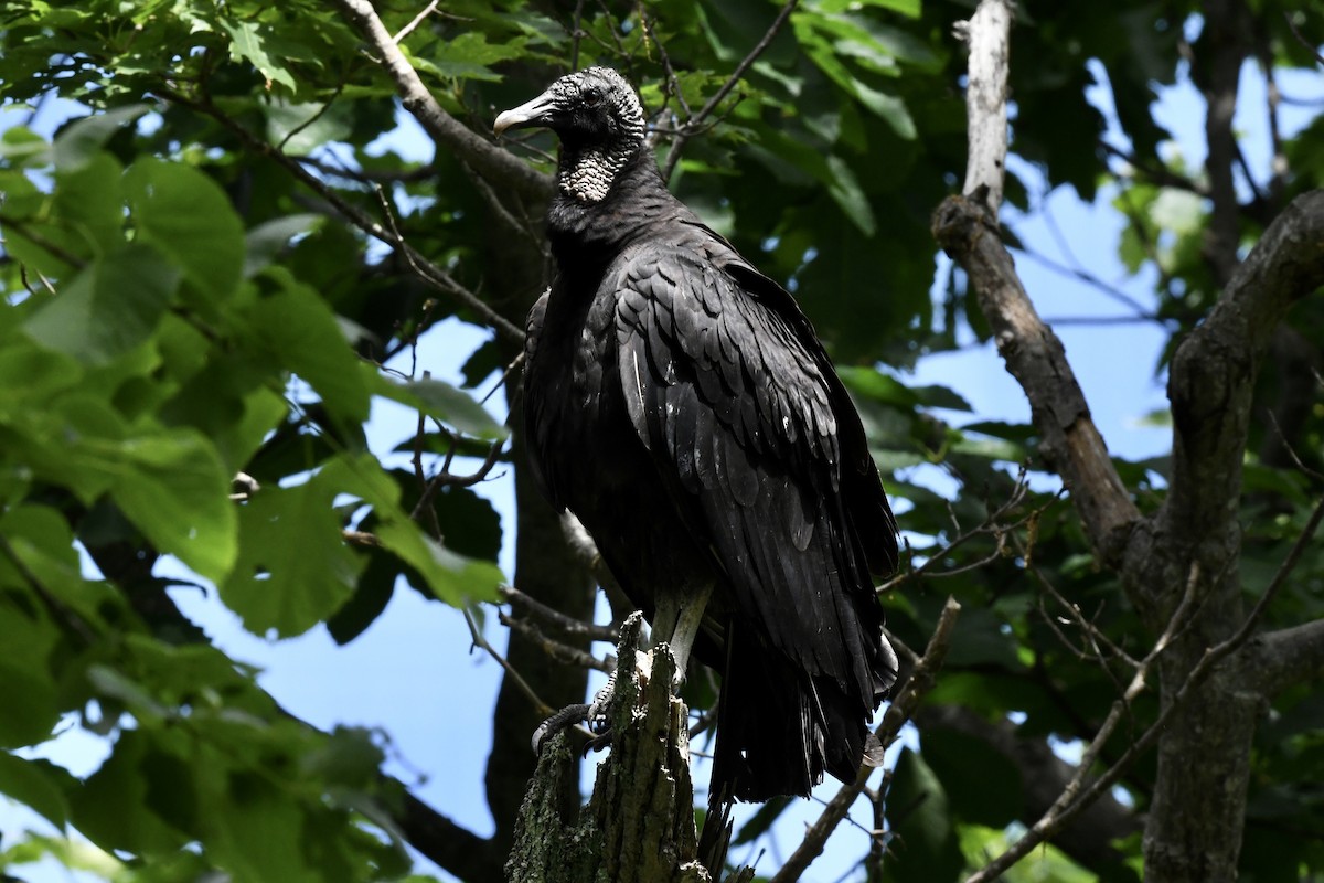 Black Vulture - ML620823210