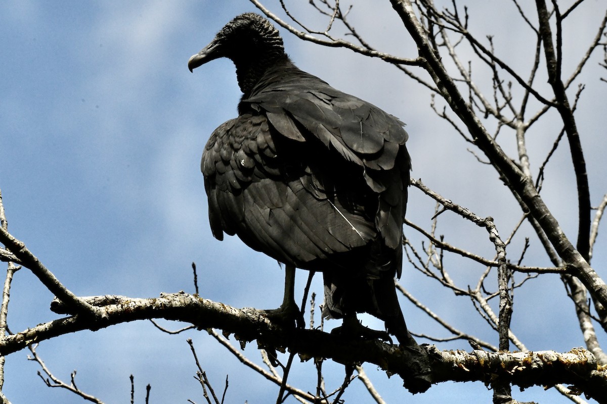 Black Vulture - Stephen Broker