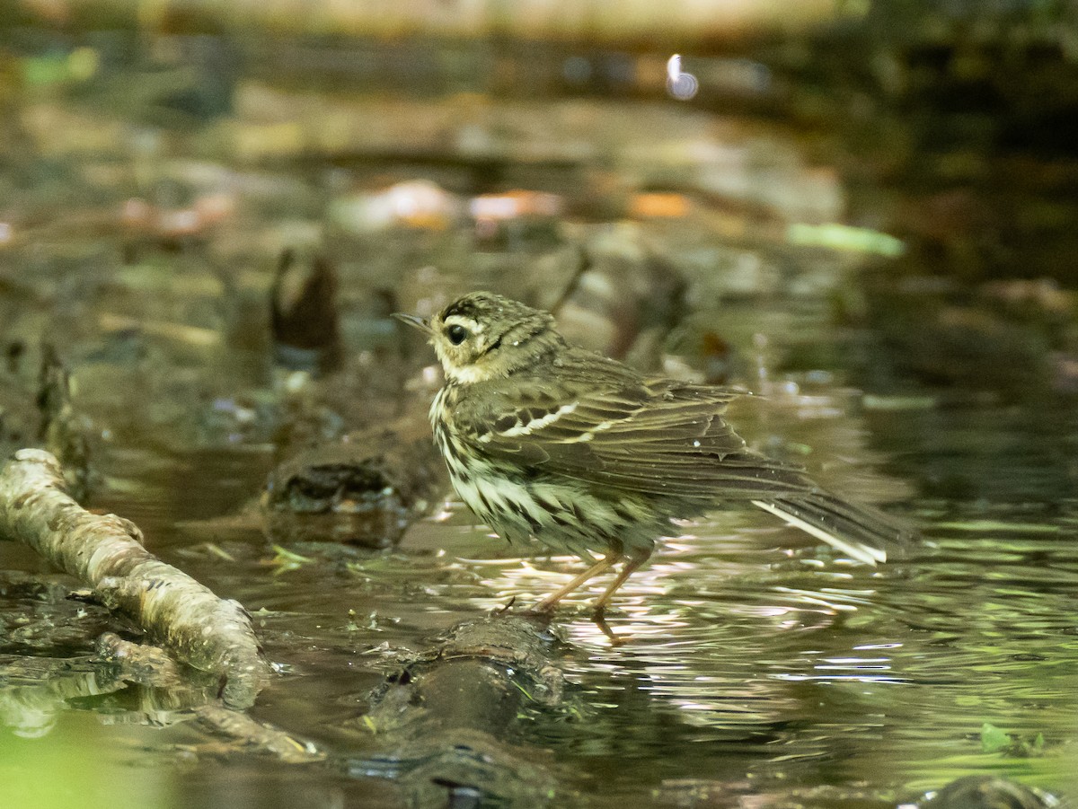 Olive-backed Pipit - ML620823218