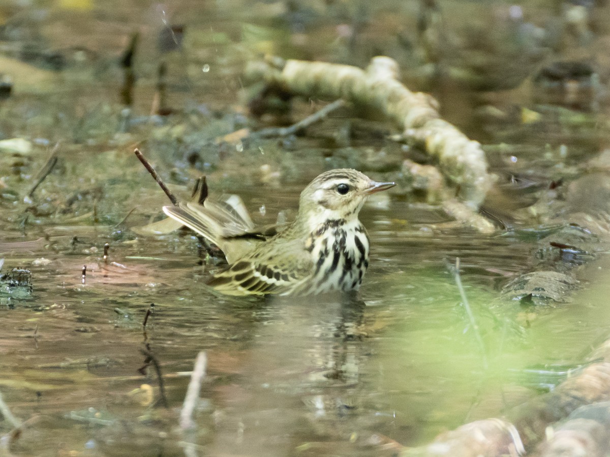 Olive-backed Pipit - ML620823219