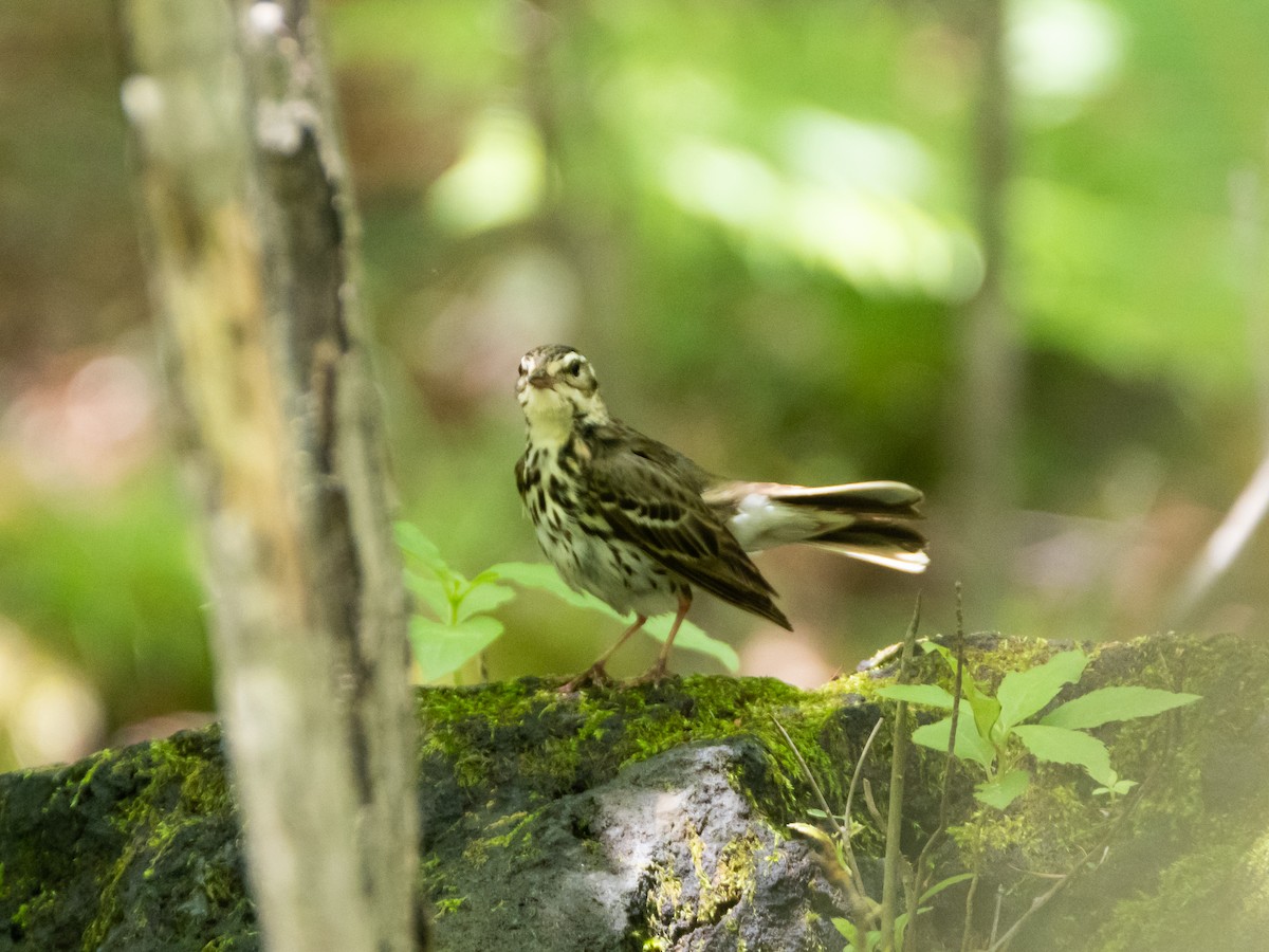 Olive-backed Pipit - ML620823221