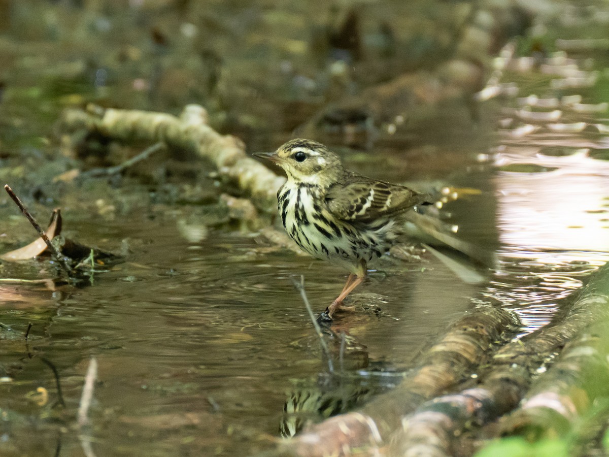 Olive-backed Pipit - ML620823223