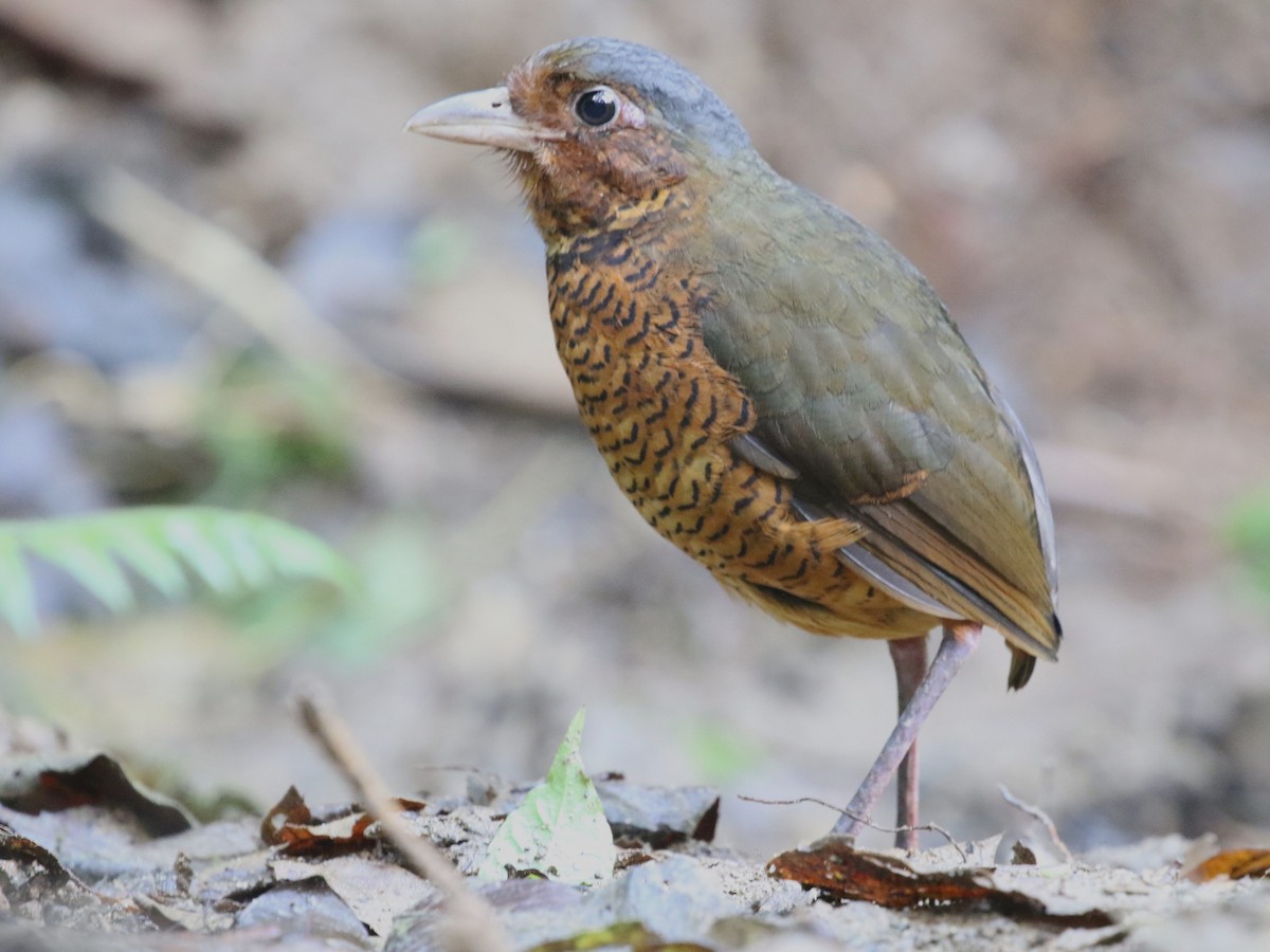 Giant Antpitta - ML620823230