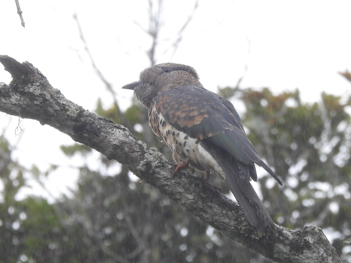 Cuckoo-roller - Wenyi Zhou