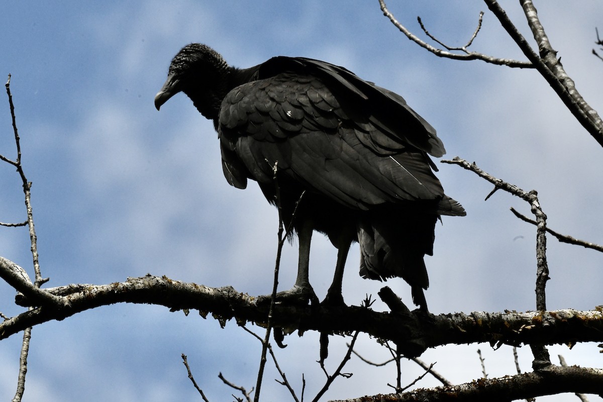 Black Vulture - ML620823234