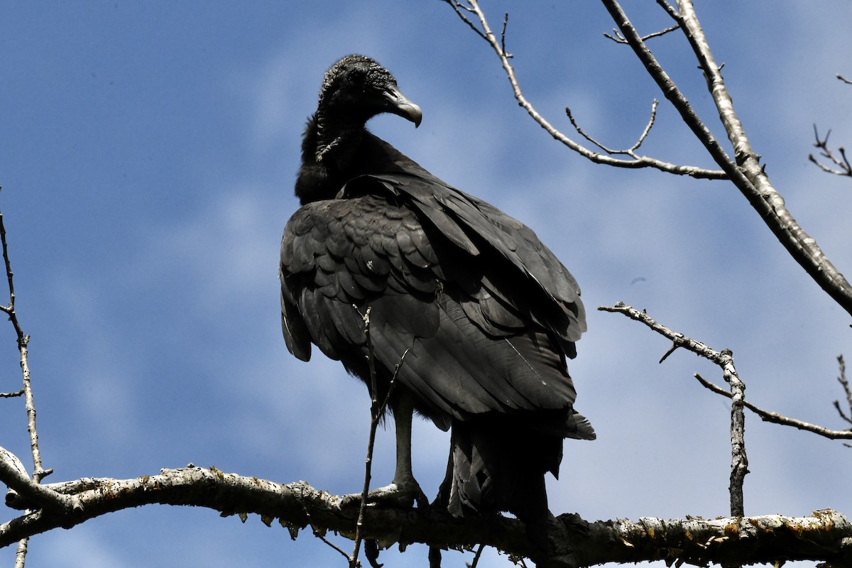 Black Vulture - ML620823244