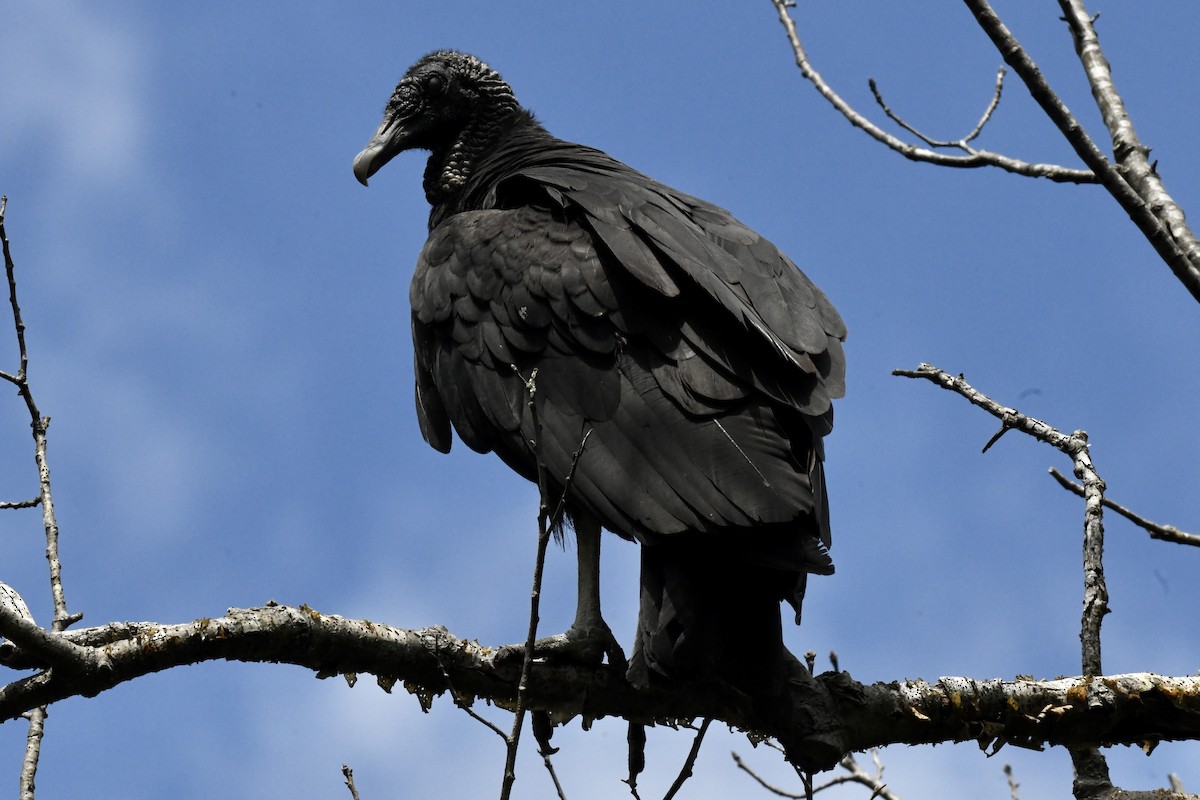 Black Vulture - ML620823247