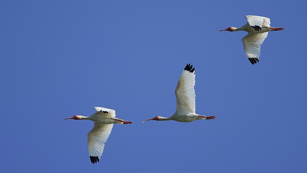 White Ibis - ML620823252