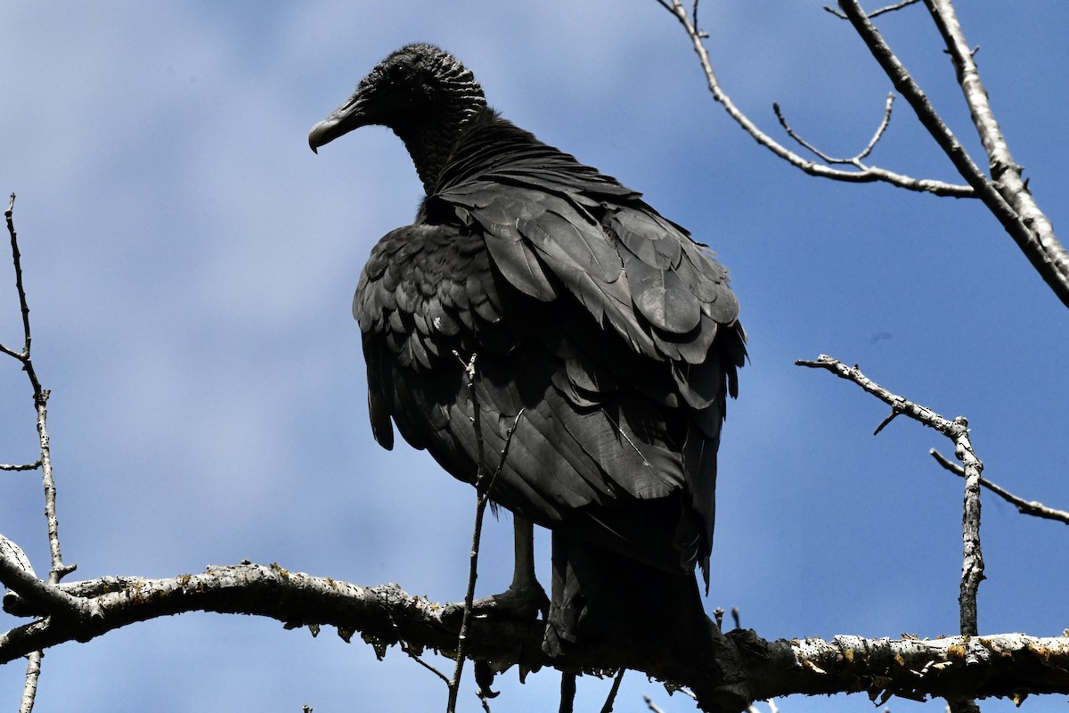 Black Vulture - ML620823254