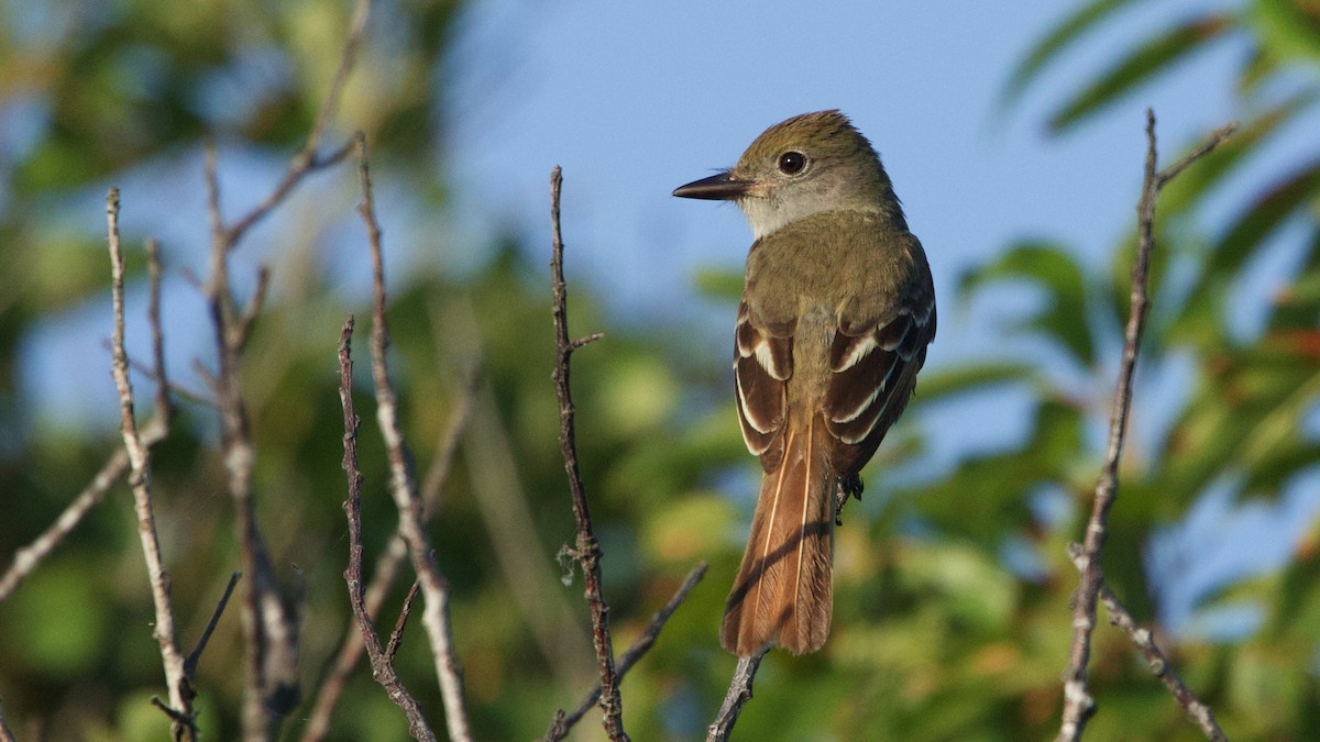 Great Crested Flycatcher - ML620823255