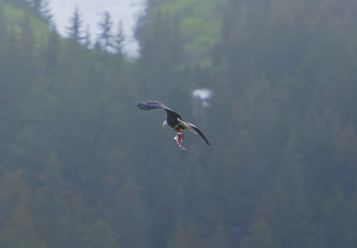 Bald Eagle - ML620823256