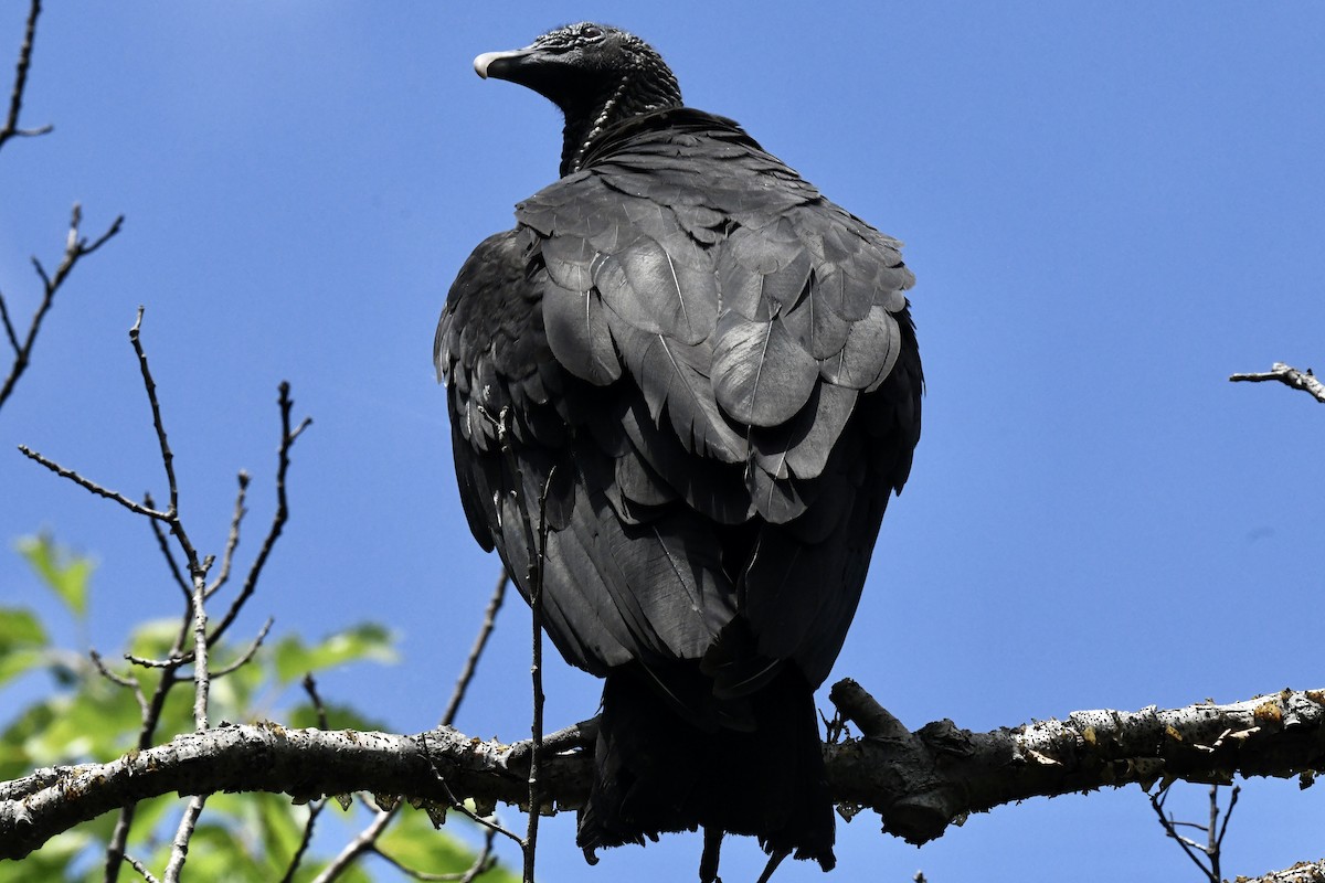 Black Vulture - ML620823257