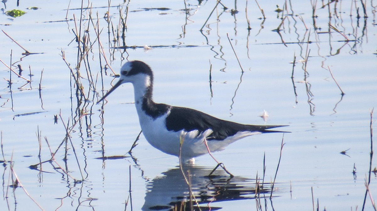 Black-necked Stilt (White-backed) - ML620823266