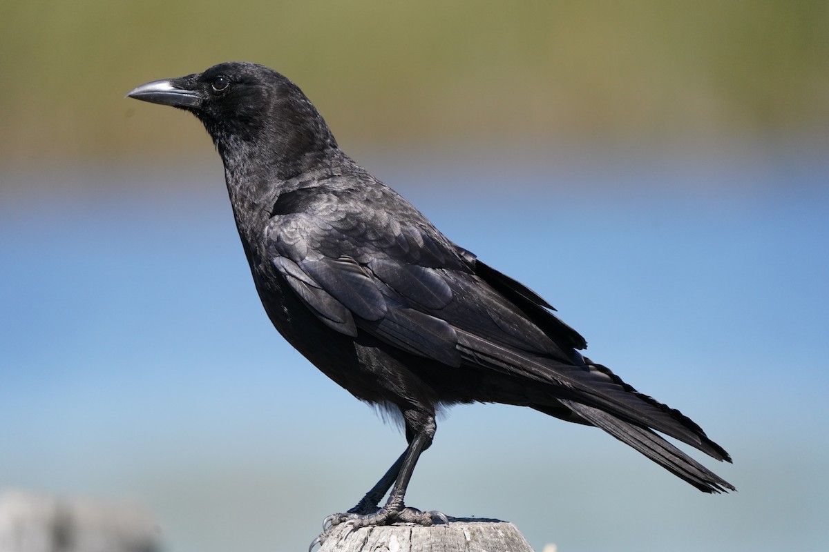 American Crow - ML620823276