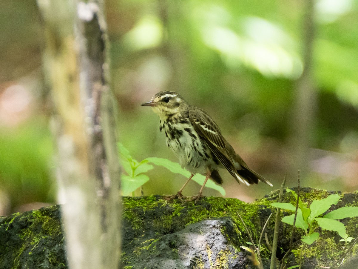 Olive-backed Pipit - ML620823279