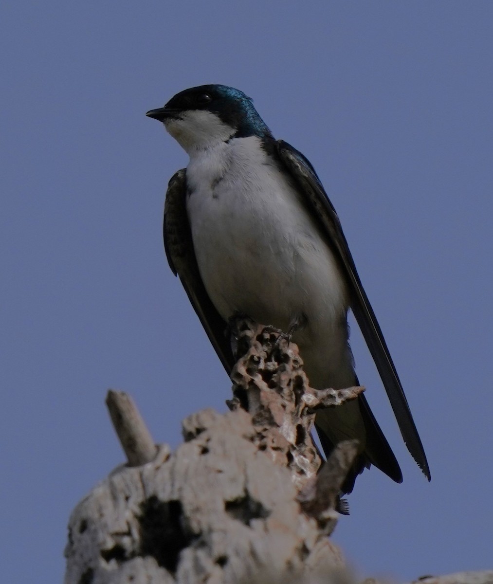 Tree Swallow - ML620823285