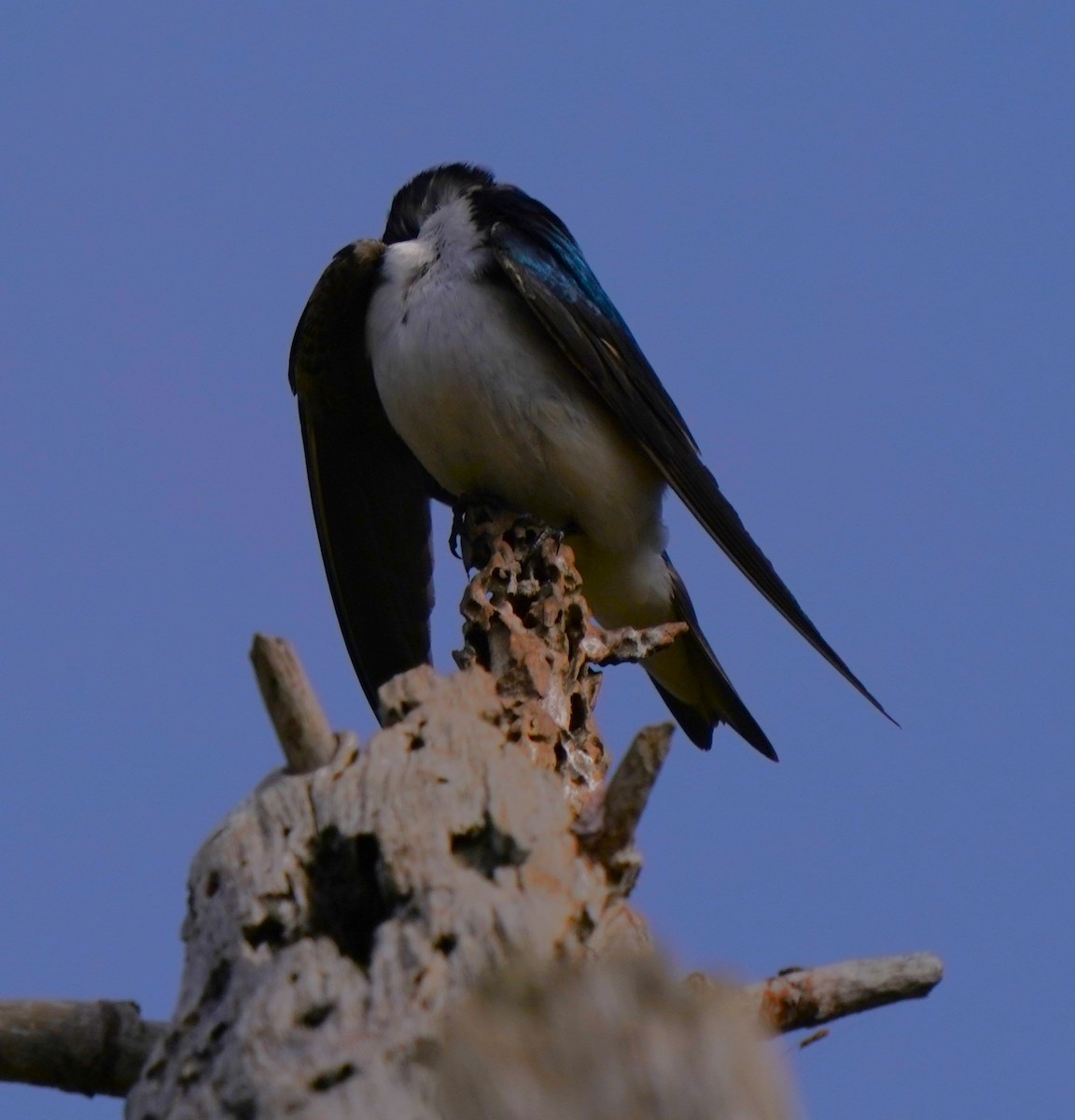 Tree Swallow - ML620823286