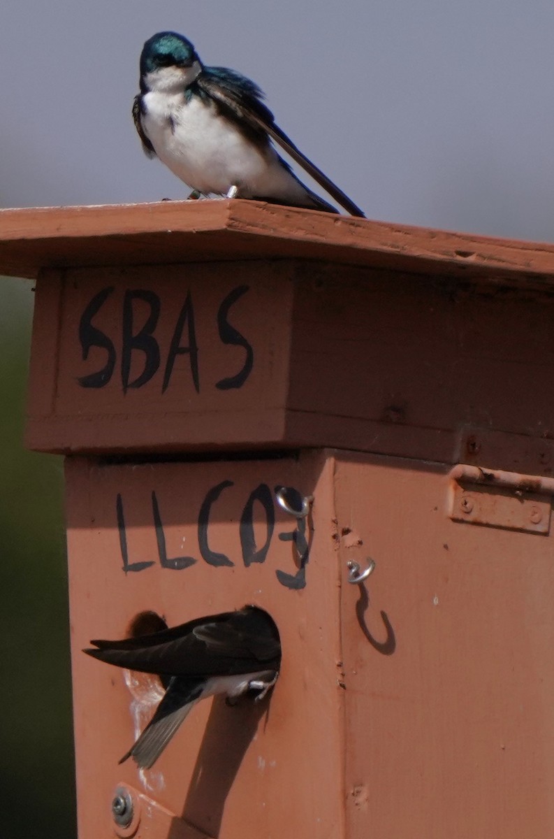 Tree Swallow - ML620823287