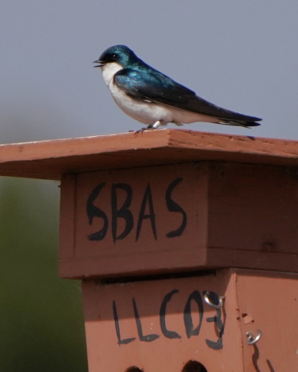 Tree Swallow - ML620823288