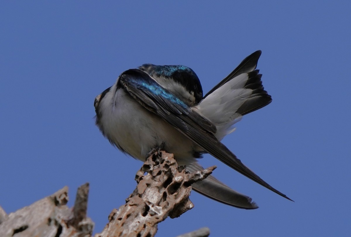 Tree Swallow - ML620823289