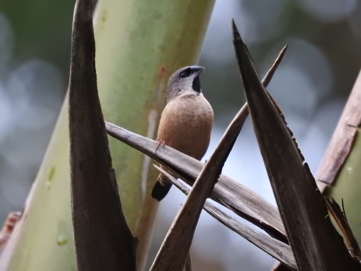 Capucin de Madagascar - ML620823291