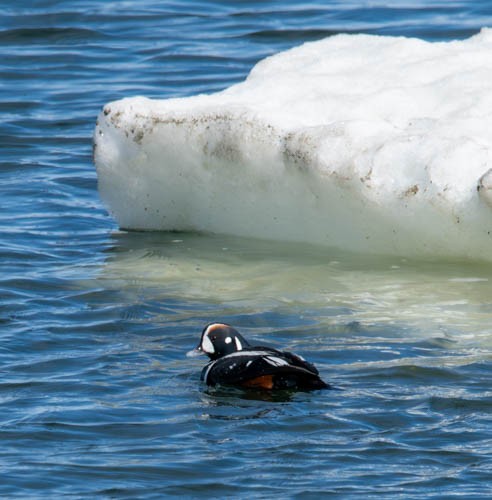 Harlequin Duck - ML620823292