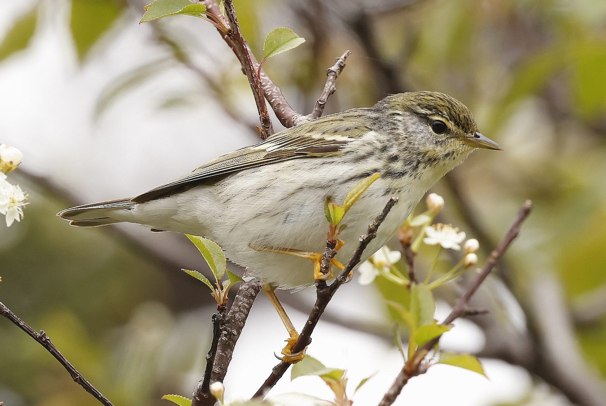 Blackpoll Warbler - ML620823294