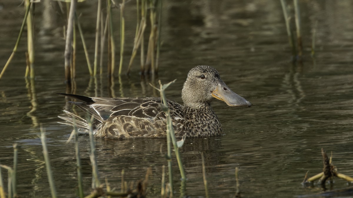 Canard souchet - ML620823295