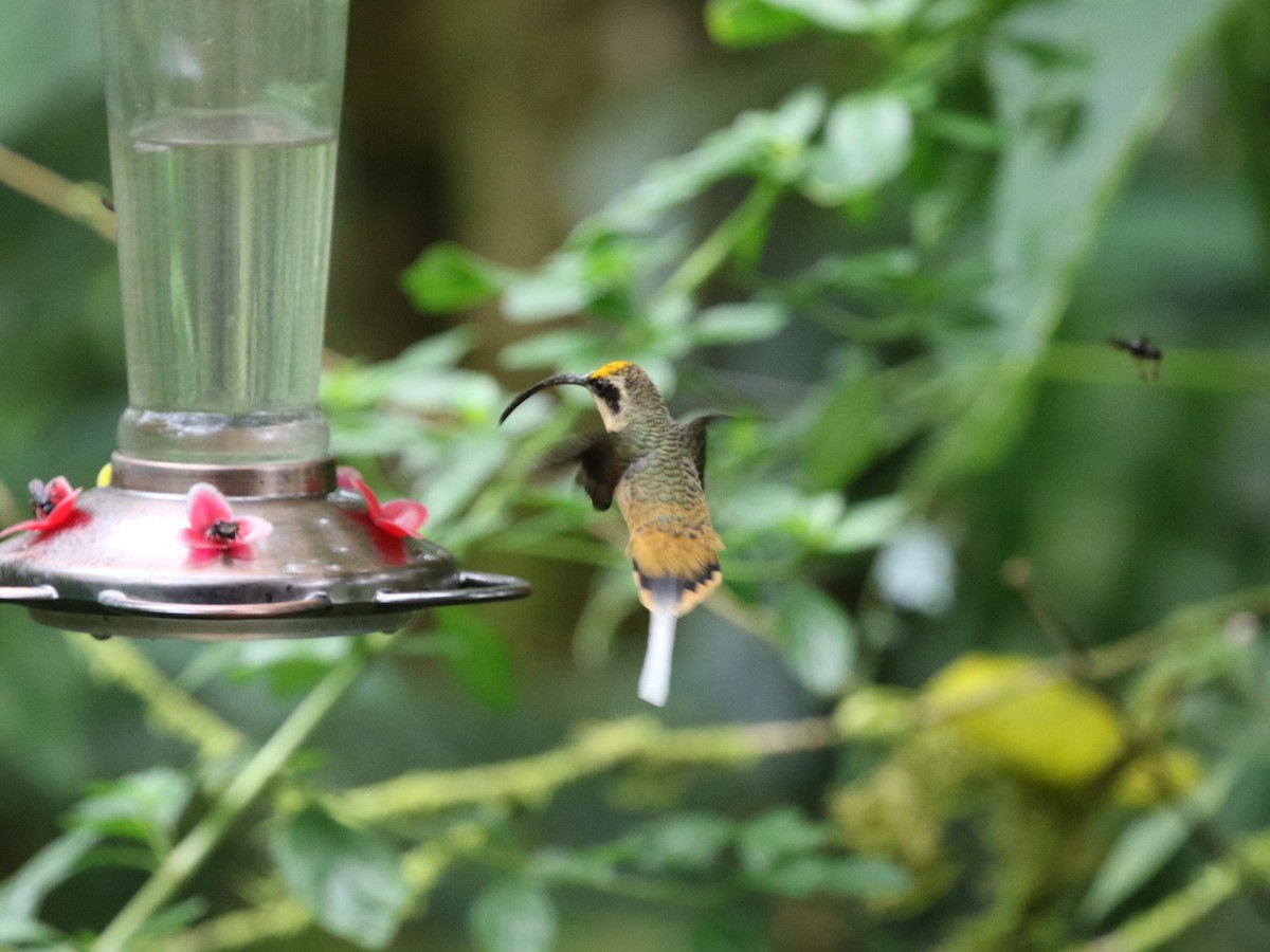kolibřík dlouhoocasý - ML620823296