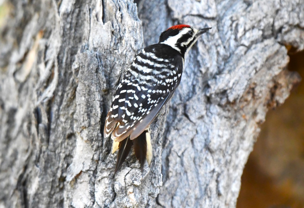 Nuttall's Woodpecker - ML620823299