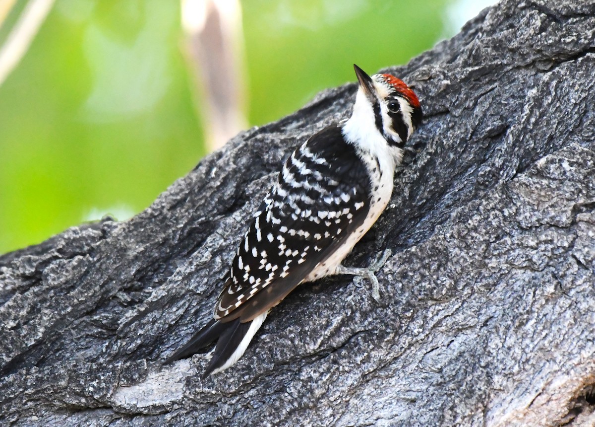 Nuttall's Woodpecker - ML620823300