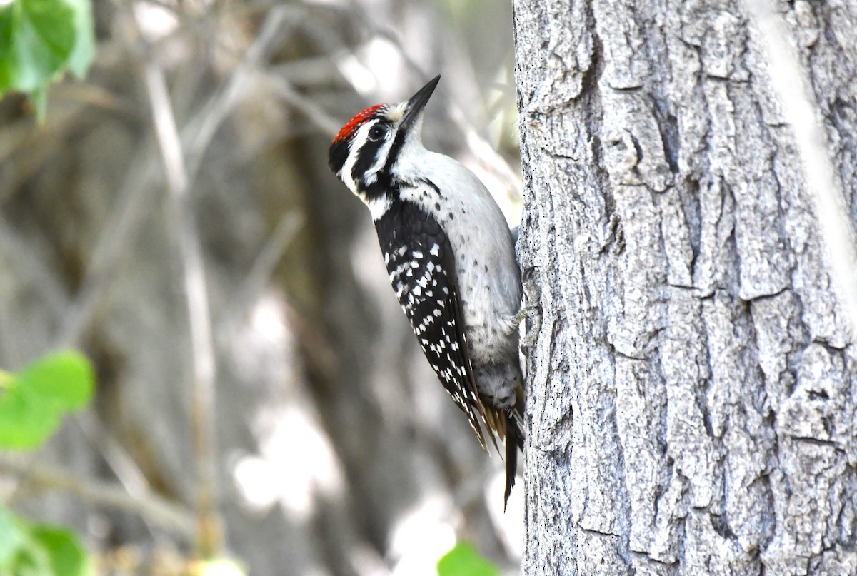 Nuttall's Woodpecker - ML620823301