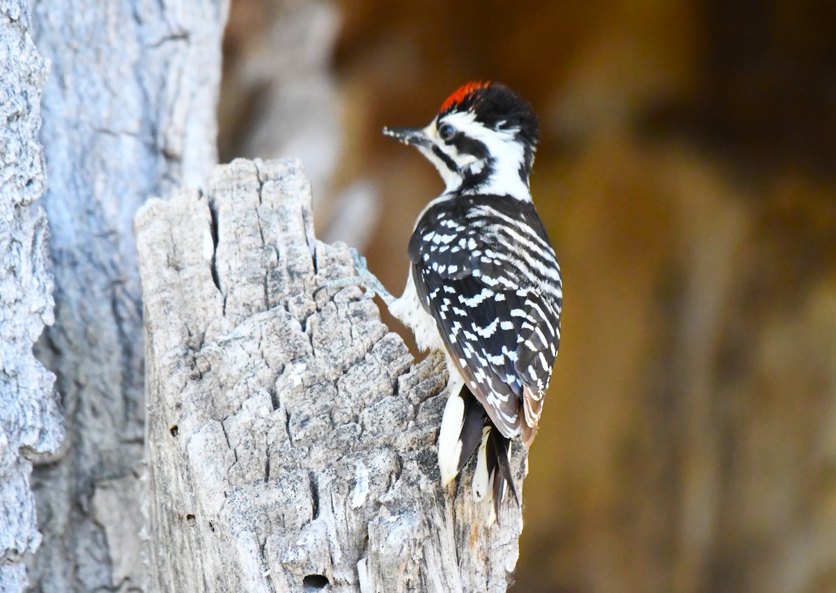 Nuttall's Woodpecker - ML620823302