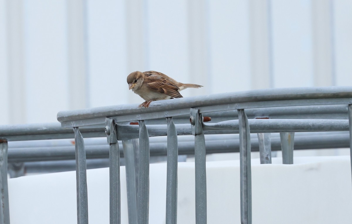 House Sparrow - ML620823304