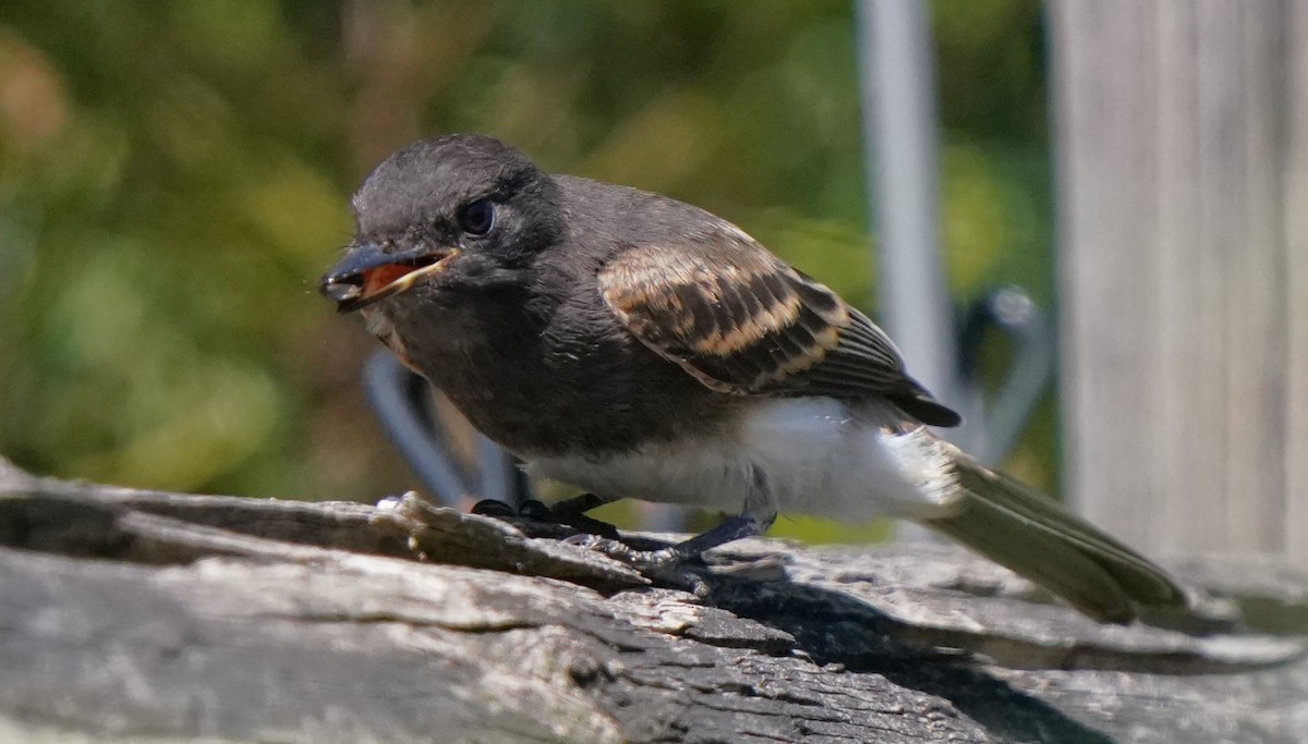 Black Phoebe - Richard Block