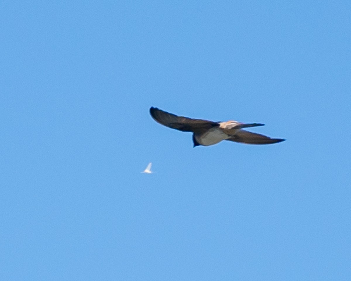 Cliff Swallow (pyrrhonota Group) - ML620823313