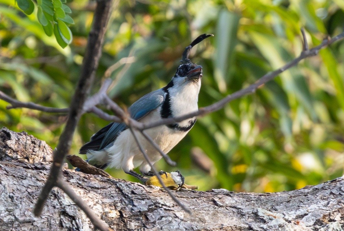 White-throated Magpie-Jay - ML620823315