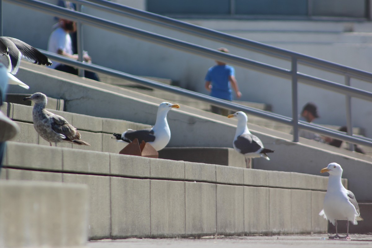 Western Gull - ML620823316