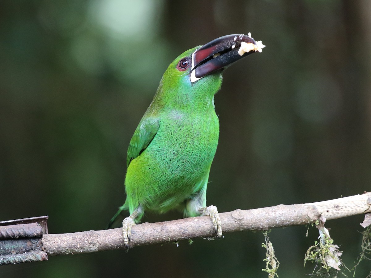 Crimson-rumped Toucanet - ML620823317