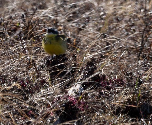 Eastern Yellow Wagtail - ML620823318